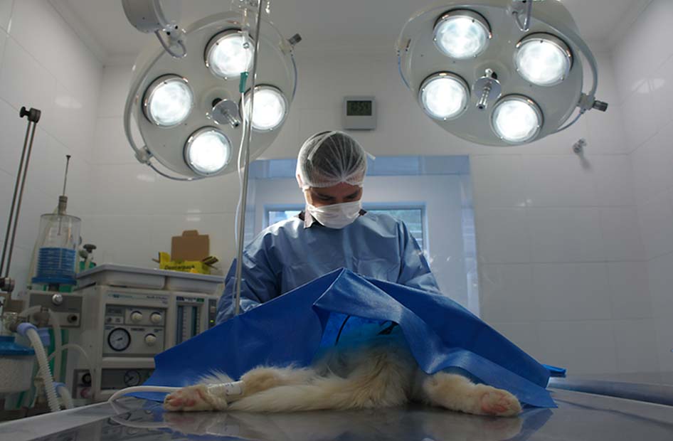 Cirurgia veterinária no Paraíso - 1