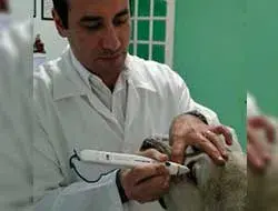 Cirurgia oftálmica veterinária