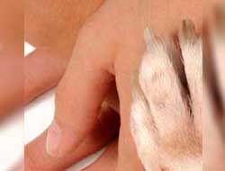 Dermatologista cães