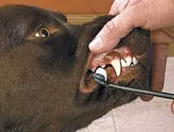 Odontologia Veterinária