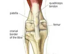 Ruptura Do Ligamento Cruzado Cranial em Cães